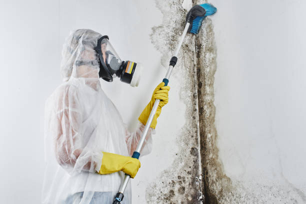 Why You Should Choose Our Mold Remediation Services in Lake Sherwood, CA